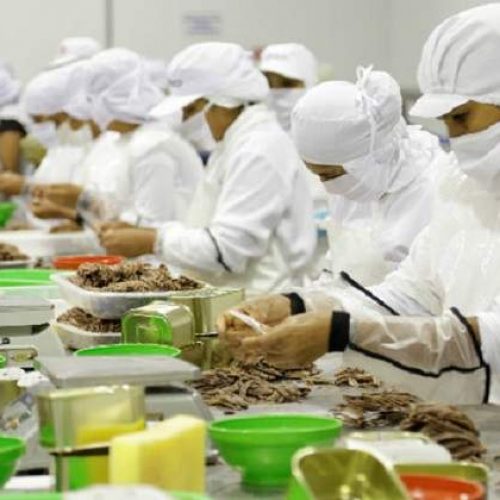 standard_INDUSTRIA-ALIMENTARIA standard_INDUSTRIA-ALIMENTARIA